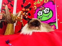 -爱洗澡的猫(望京店)