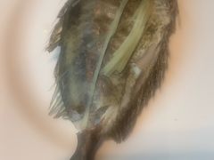 -青蓬蒸汽海鲜·深圳老字号·团建聚会(壹方城店)