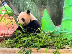 -广州长隆野生动物世界