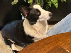 -自由生长植物工作室(深港花卉中心店)