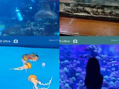 -太平洋海底世界