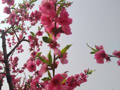 -华盛园卷子王农家菜水库鱼