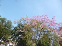 -中山大学学者灵芝(园南路店)