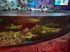 -沙沙哗啦海洋馆(华宇百花谷店)