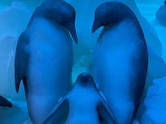 -海合安天津极地海洋公园