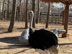 -大连森林动物园