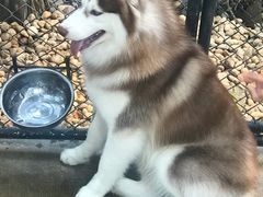 -TrueLove @ Neverland (Husky Cafe)