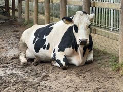 -神户市立六甲山牧场