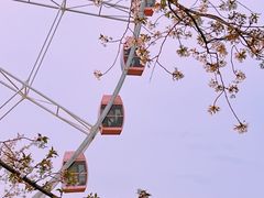 -顾村公园