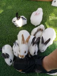 -萌宠亲子动物乐园(槐房万达店)