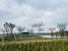 -空港花田景区