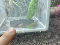 -上海大自然野生昆虫馆(东方明珠·爬宠昆虫探索中心)