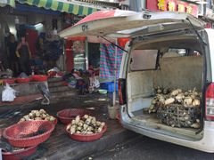-燕子煨汤(山海关路店)