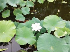 -荷塘月色湿地公园·向阳花洲
