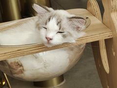 -飞行喵MR PILOT|猫舍·猫咖(静安大融城店)