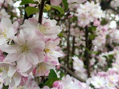 -海棠花溪(元大都城垣遗址公园)
