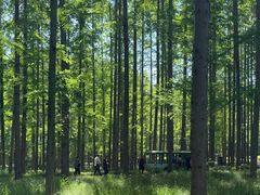 -黄海国家森林公园