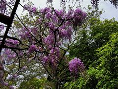 -嘉定紫藤园