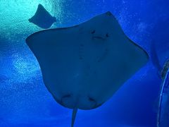 -珠海长隆海洋王国