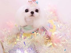 -萌宠之家·腊肠犬·马尔泰·小体犬舍