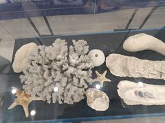 -上海海洋大学鱼文化博物馆(军工路校区)