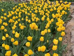 -洛阳郁金香牡丹园