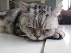 -喵的天空名猫咖啡馆·撸猫·猫舍·用品