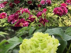 -莲花池公园