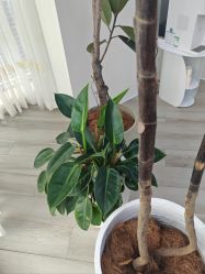 -HEYAN荷妍专业脱毛连锁机构