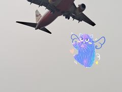 -空港花田景区