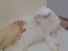 -飞行喵MR PILOT|猫舍·猫咖(静安大融城店)