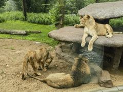 -北京野生动物园