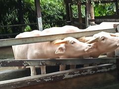 -海南热带野生动植物园