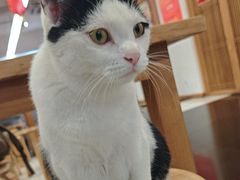 -龙华素斋(龙华路店)