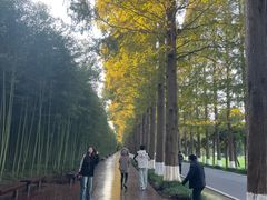 -黄海国家森林公园