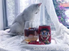 旺仔茶冻-MZ猫咖