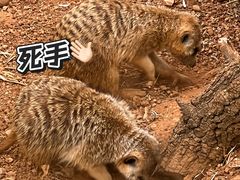 -昆明动物园