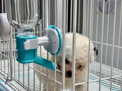 -翊宠yipet猫狗购宠庄园