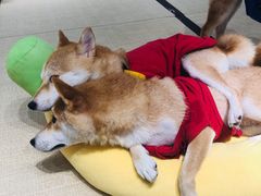 -逗柴咖啡屋·狗咖猫咖宠物桌游