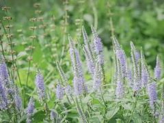 -黑龙江省森林植物园