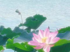 -莲花池公园