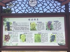 -向葡萄庄园