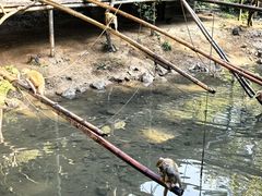 -西双版纳原始森林公园