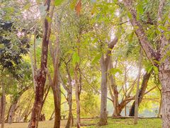 -深圳国际园林花卉博览园