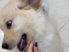 -乐琪宠物医院·犬猫专科·骨外科·急重症