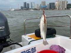 -鑫艋游艇海钓俱乐部