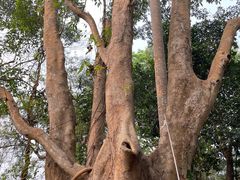 -中国科学院西双版纳热带植物园