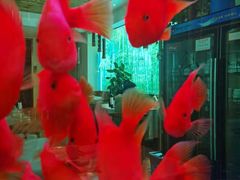 -原鄉本味 楚菜 丹江口鱼(北苑店)