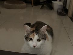 -美联众合动物医院·24h转诊中心