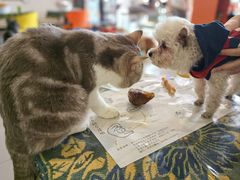 -平行世界·猫咖(首经贸店)